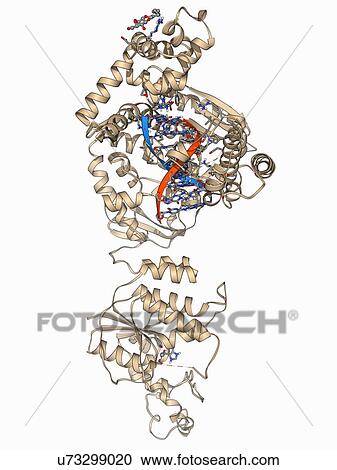 DNA polymerase with DNA View Large Illustration Clipart - DNA polymerase with DNA. Fotosearch
