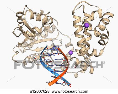 Stock Illustration - DNA polymerase with DNA. Fotosearch