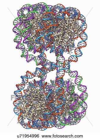 DNA tetranucleosome, molecular model View Large Illustration Stock Illustration - DNA tetranucleosome, molecular model. Fotosearch