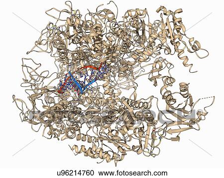 Clipart - DNA transcription, molecular model. Fotosearch