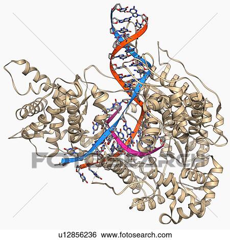 Stock Illustration - DNA transcription, molecular model. Fotosearch