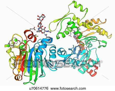 Stock Illustration - DNase I complex, molecular model. Fotosearch