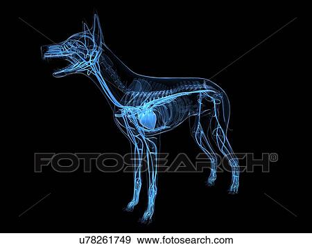 Stock Illustration - Dog cardiovascular system, artwork. Fotosearch