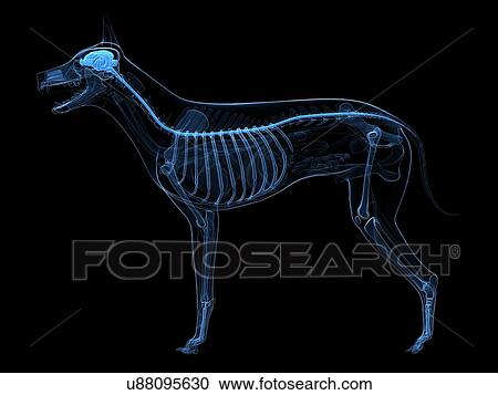 Dog central nervous system, artwork View Large Illustration Clipart - Dog central nervous system, artwork. Fotosearch