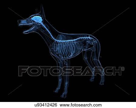 Stock Illustration - Dog central nervous system, artwork. Fotosearch