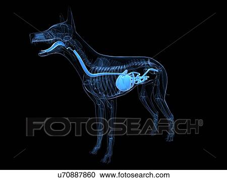 Clipart - Dog digestive system, artwork. Fotosearch