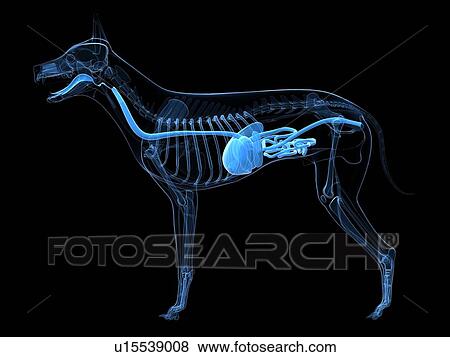Stock Illustration - Dog digestive system, artwork. Fotosearch