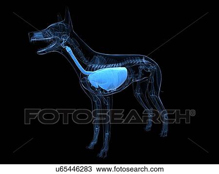 Dog respiratory system, artwork View Large Illustration Drawing - Dog respiratory system, artwork. Fotosearch