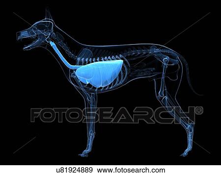 Stock Illustration - Dog respiratory system, artwork. Fotosearch