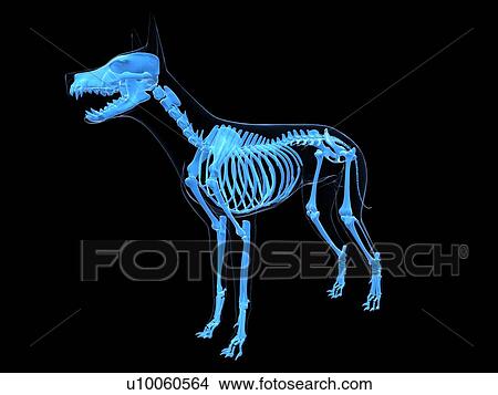 Stock Illustration - Dog skeleton, artwork. Fotosearch