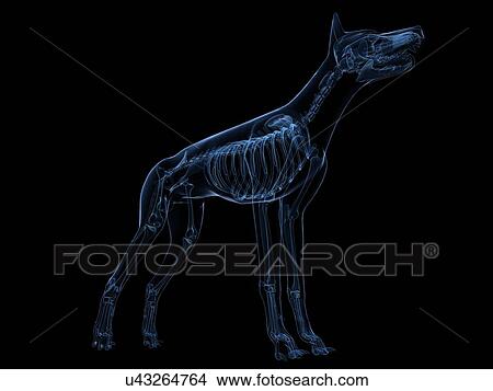 Stock Illustration - Dog skeleton, artwork. Fotosearch