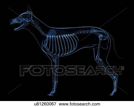 Stock Illustration - Dog skeleton, artwork. Fotosearch