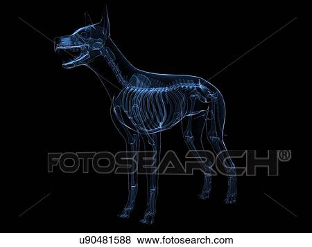 Stock Illustration - Dog skeleton, artwork. Fotosearch