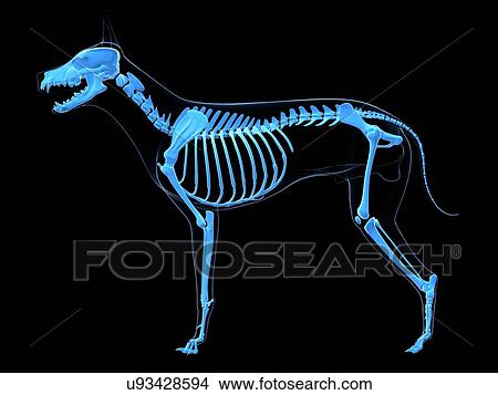 Stock Illustration - Dog skeleton, artwork. Fotosearch