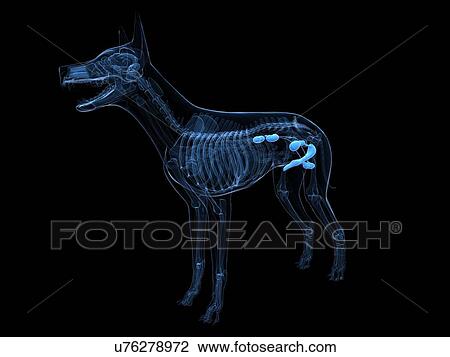 Dog urinary system, artwork View Large Illustration Drawing - Dog urinary system, artwork. Fotosearch