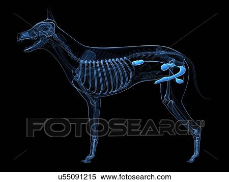Stock Illustration - Dog urinary system, artwork. Fotosearch