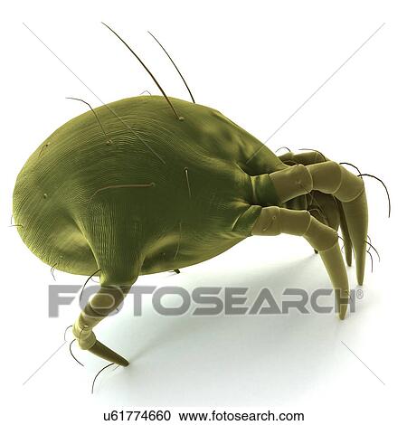 Dust mite, artwork View Large Illustration Clipart - Dust mite, artwork. Fotosearch