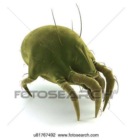 Dust mite, artwork View Large Illustration Drawing - Dust mite, artwork. Fotosearch