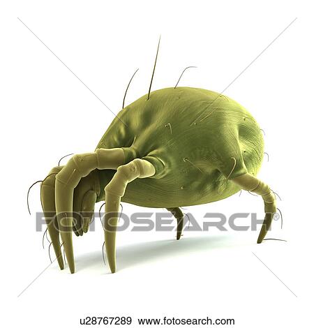 Stock Illustration - Dust mite, artwork. Fotosearch