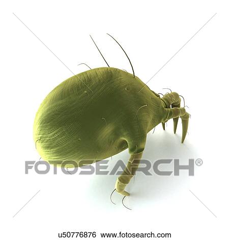 Dust mite, artwork View Large Illustration Stock Illustration - Dust mite, artwork. Fotosearch