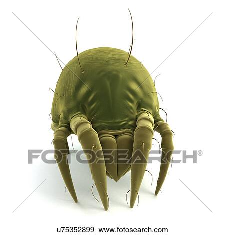 Dust mite, artwork View Large Illustration Stock Illustration - Dust mite, artwork. Fotosearch
