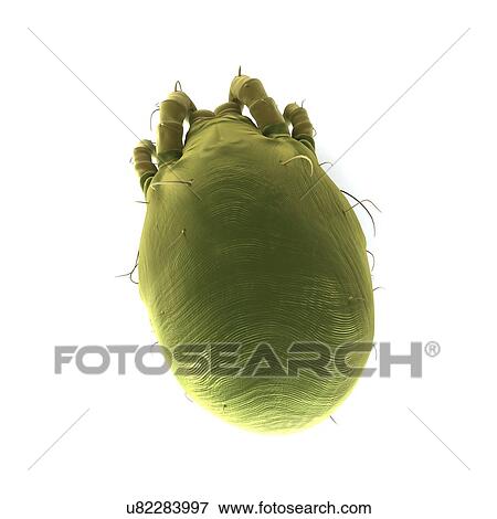 Dust mite, artwork View Large Illustration Stock Illustration - Dust mite, artwork. Fotosearch