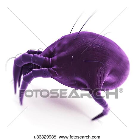 Dust mite, artwork View Large Illustration Stock Illustration - Dust mite, artwork. Fotosearch