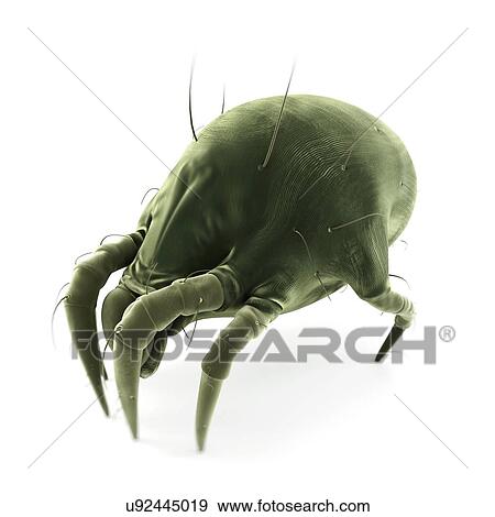 Dust mite, artwork View Large Illustration Stock Illustration - Dust mite, artwork. Fotosearch