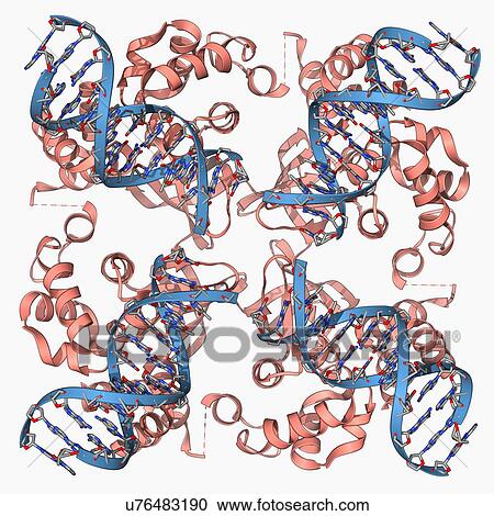 E coli Holliday junction complex View Large Illustration Clipart - E coli Holliday junction complex. Fotosearch