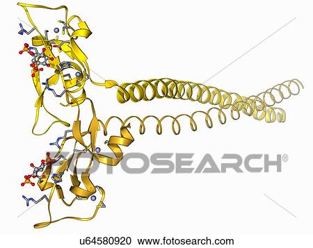 Early endosome antigen 1 molecule View Large Illustration Clipart - Early endosome antigen 1 molecule. Fotosearch