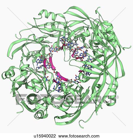Drawing - Ebola matrix protein molecule. Fotosearch