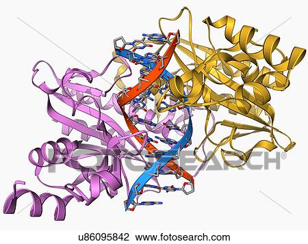 Drawing - EcoRV restriction enzyme molecule. Fotosearch