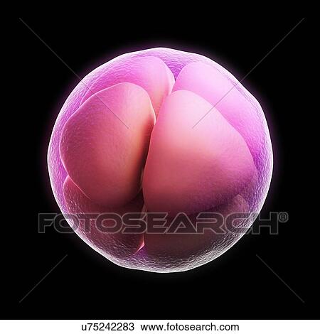 Eight-cell embryo, artwork View Large Illustration Drawing - Eight-cell embryo, artwork. Fotosearch