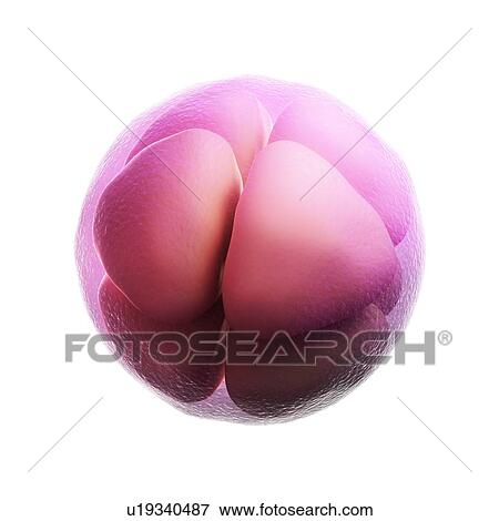 Eight-cell embryo, artwork View Large Illustration Stock Illustration - Eight-cell embryo, artwork. Fotosearch