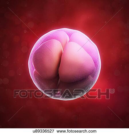 Stock Illustration - Eight-cell embryo, artwork. Fotosearch