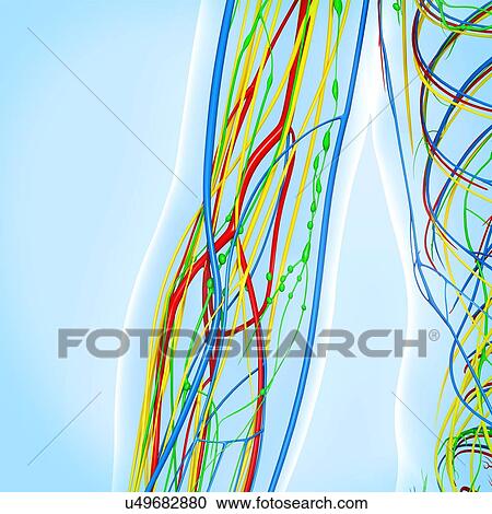 Clipart - Elbow anatomy, artwork. Fotosearch