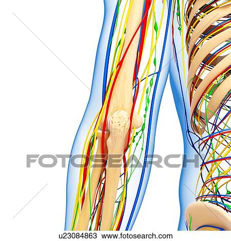 Elbow anatomy, artwork View Large Illustration Drawing - Elbow anatomy, artwork. Fotosearch