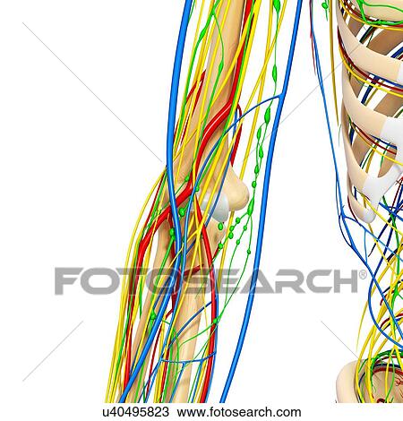 Drawing - Elbow anatomy, artwork. Fotosearch