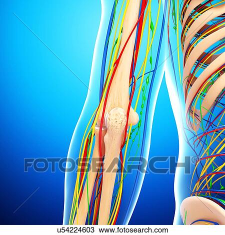 Drawing - Elbow anatomy, artwork. Fotosearch