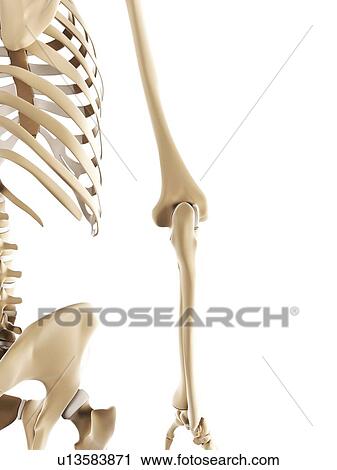 Elbow bones, artwork View Large Illustration Clip Art - Elbow bones, artwork. Fotosearch