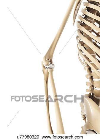 Clipart - Elbow bones, artwork. Fotosearch