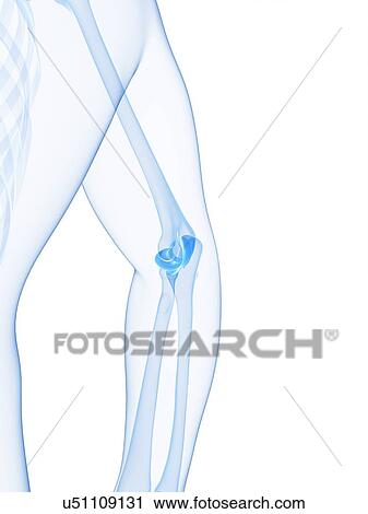 Elbow joint, artwork View Large Illustration Clip Art - Elbow joint, artwork. Fotosearch