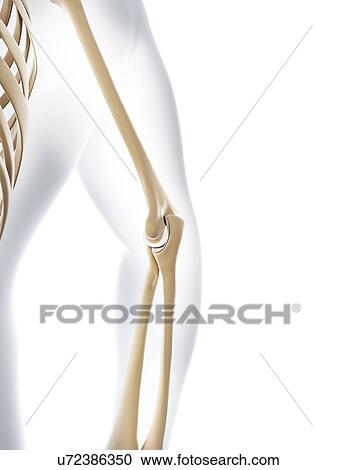 Clipart - Elbow joint, artwork. Fotosearch