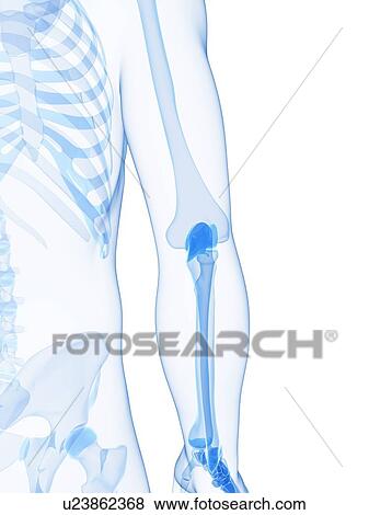 Stock Illustration - Elbow joint, artwork. Fotosearch