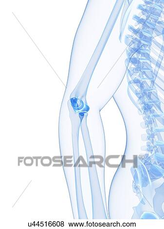 Elbow joint, artwork View Large Illustration Stock Illustration - Elbow joint, artwork. Fotosearch