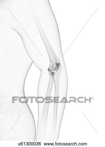 Elbow joint, artwork View Large Illustration Stock Illustration - Elbow joint, artwork. Fotosearch