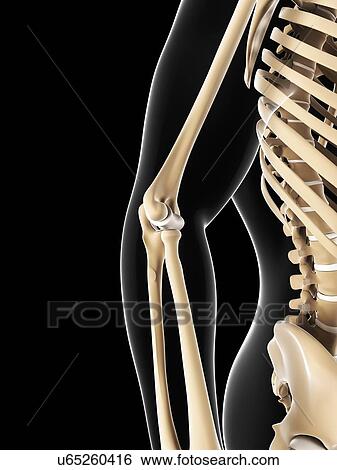 Elbow joint, artwork View Large Illustration Stock Illustration - Elbow joint, artwork. Fotosearch