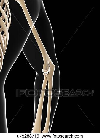 Elbow joint, artwork View Large Illustration Stock Illustration - Elbow joint, artwork. Fotosearch