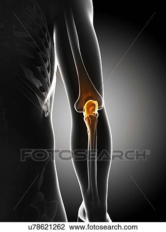 Elbow pain, conceptual artwork View Large Illustration Drawing - Elbow pain, conceptual artwork. Fotosearch