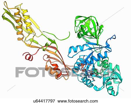 Elongation factor G View Large Illustration Stock Illustration - Elongation factor G. Fotosearch
